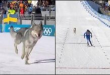 Milano Cortina, nella gara di sci di fondo spunta un lupo. Cos’è successo alle Olimpiadi