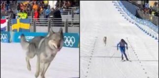 Milano Cortina, nella gara di sci di fondo spunta un lupo. Cos’è successo alle Olimpiadi