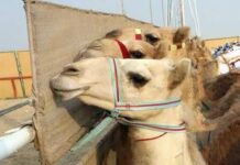 Ritocchini col botox, 20 cammelli squalificati dal concorso di bellezza