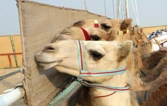 Ritocchini col botox, 20 cammelli squalificati dal concorso di bellezza