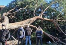 Roma, l’agronomo: “Pini dei Fori Imperiali crollati per anzianità, piogge e danni a radici”