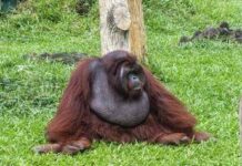 Scimpanzé e alcol, confermata l’ipotesi della ‘scimmia ubriaca’: tracce di etanolo nelle urine