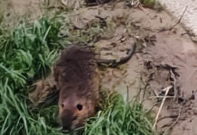 Nutrie abbattute a Parco Querini, Europa Verde Vicenza: “Inutile, crudele e pericoloso. Quando l’uomo non sa che cosa fare, spara” nutrie parco querini