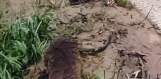 Nutrie abbattute a Parco Querini, Europa Verde Vicenza: “Inutile, crudele e pericoloso. Quando l’uomo non sa che cosa fare, spara” nutrie parco querini