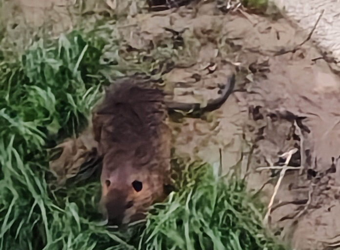 nutria nutrie parco querini
