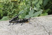 Villaverla, allarme abbattimenti per il tarlo asiatico. Cunegato (AVS): “Si sta creando un deserto” tarlo asiatico villaverla
