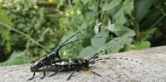 Villaverla, allarme abbattimenti per il tarlo asiatico. Cunegato (AVS): “Si sta creando un deserto” tarlo asiatico villaverla