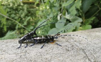 Villaverla, allarme abbattimenti per il tarlo asiatico. Cunegato (AVS): “Si sta creando un deserto” tarlo asiatico villaverla