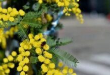 8 marzo, l’Abc della mimosa: perché si regala, dove nasce e come conservarla