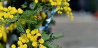 8 marzo, l’Abc della mimosa: perché si regala, dove nasce e come conservarla