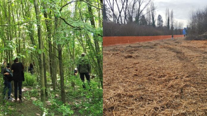 Bosco Lanerossi, gli alberi prima e dopo i tagli