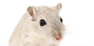 Cavie virtuali al posto degli animali, l’Agenzia europea del farmaco pronta a testare nuovo metodo