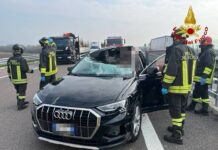 Cervo sfonda il parabrezza di un auto sulla SPV, ferita grava la conducente Cervo auto SPV