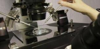 Fecondazione, la salute del padre ha un ruolo anche prima del concepimento