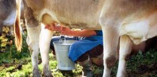 Formaggi a latte crudo, i benefici in un documento: “Troppo allarmismo”