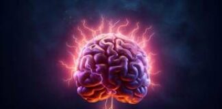 Il declino cognitivo parte dall’intestino, da uno studio nuove strade per combatterlo