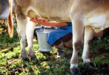 Latte crudo e batteri, le regole per non correre rischi