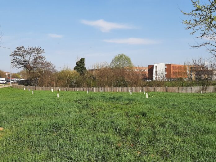 Parco Astichello, nuova piantumazione Parco Astichello, nuova piantumazione