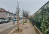 Vicenza, piano delle piantumazioni: 166 nuove piante in città tra sostituzioni e nuovi inserimenti Piano piantumazioni, a Vicenza 166 piante