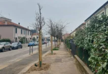 Vicenza, piano delle piantumazioni: 166 nuove piante in città tra sostituzioni e nuovi inserimenti Piano piantumazioni, a Vicenza 166 piante