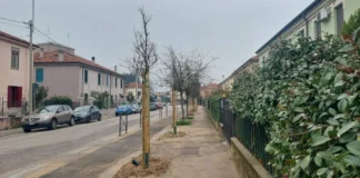 Vicenza, piano delle piantumazioni: 166 nuove piante in città tra sostituzioni e nuovi inserimenti Piano piantumazioni, a Vicenza 166 piante