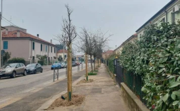 Vicenza, piano delle piantumazioni: 166 nuove piante in città tra sostituzioni e nuovi inserimenti Piano piantumazioni, a Vicenza 166 piante