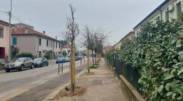 Vicenza, piano delle piantumazioni: 166 nuove piante in città tra sostituzioni e nuovi inserimenti Piano piantumazioni, a Vicenza 166 piante