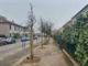 Vicenza, piano delle piantumazioni: 166 nuove piante in città tra sostituzioni e nuovi inserimenti Piano piantumazioni, a Vicenza 166 piante
