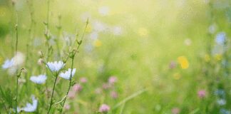 Primavera, i rischi del primo sole, la dermatologa: “Può anche scottare, abituare la pelle in modo progressivo”