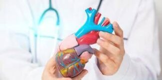 Salute: Cardio hub, al via laboratorio permanente per malattie cardio-cerebrovascolari