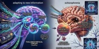 Schizofrenia, svelato il meccanismo biologico che altera la percezione della realtà