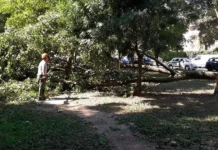 Verde Urbano, Civici per Vicenza: “Bene fin qui, ma ora bisogna accelerare”. Presentata mozione Verde pubblico a Vicenza, abbattimenti e nuove piantumazioni urbano