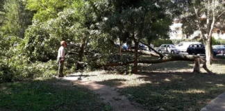 Verde Urbano, Civici per Vicenza: “Bene fin qui, ma ora bisogna accelerare”. Presentata mozione Verde pubblico a Vicenza, abbattimenti e nuove piantumazioni urbano
