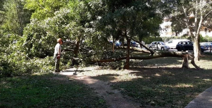 Verde pubblico a Vicenza, abbattimenti e nuove piantumazioni
