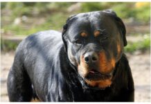 Azzannato in campagna da due rottweiler, muore 72enne: dramma a Lecce