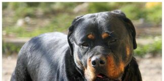 Azzannato in campagna da due rottweiler, muore 72enne: dramma a Lecce