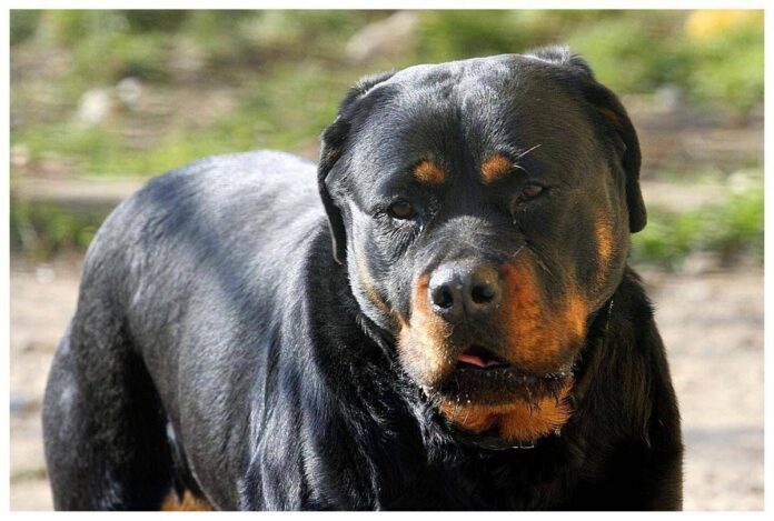 Azzannato in campagna da due rottweiler, muore 72enne: dramma a Lecce