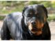 Azzannato in campagna da due rottweiler, muore 72enne: dramma a Lecce