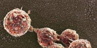 Cellule “zombie” in laboratorio, la scienza riesce a riportare in vita cellule morte