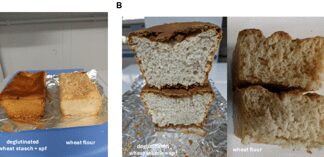 Dal Cnr prototipo di pane di frumento senza glutine, prima volta al mondo