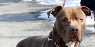 Ischia, donna azzannata da pitbull: amputata una gamba
