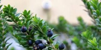 Mirto alleato della fertilità maschile, ‘protegge gli spermatozoi dai veleni delle plastiche’