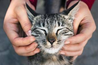 Primo vaccino Rna per i gatti, efficace contro 5 infezioni