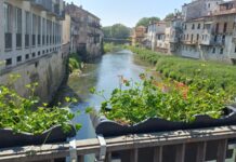 Vicenza fiorita, Amcps pianta mille gerani sui ponti della città vicenza fiorita