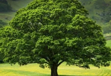 Malo, il comune sempre più green: messe a dimora oltre 600 nuove piante Malo alberi