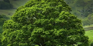 Malo, il comune sempre più green: messe a dimora oltre 600 nuove piante Malo alberi