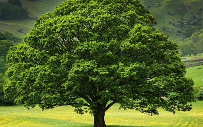 malo piante Malo alberi