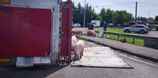 Camion si ribalta nel reggiano, maiali in fuga sulla via Emilia