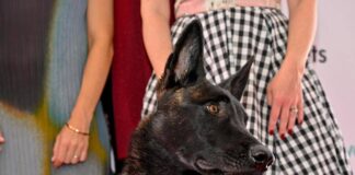 Cannes, il cane Yuri vince la Palm Dog: è la star del film ‘La Perra’