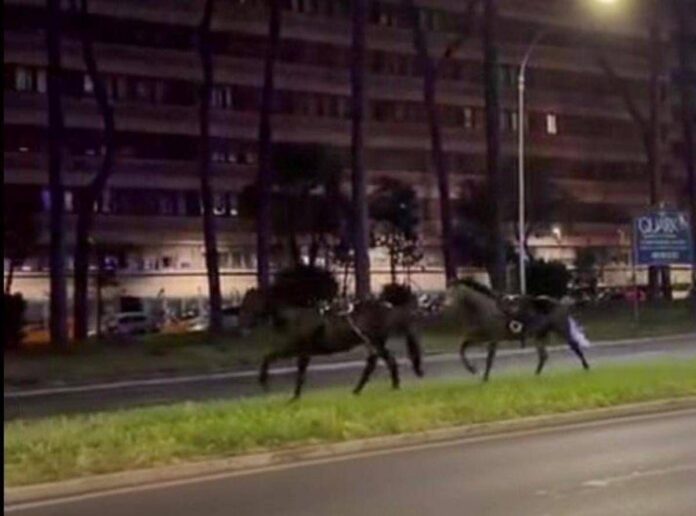 Cavalli in fuga a Roma, 4 vigili urbani fuori dalla parata del 2 giugno